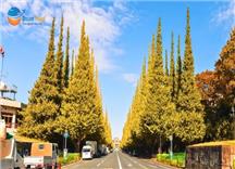 Tour Nhật Bản Mùa Thu 2026: Cung Đường Tokyo - Núi Phú Sĩ